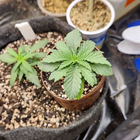 Super Lemon Haze #2 growlog timeline photo