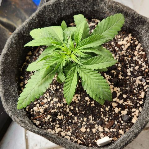 Super Lemon Haze #1 - organico  growlog timeline photo