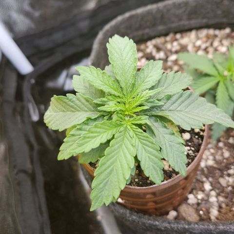 Super Lemon Haze #2 growlog timeline photo