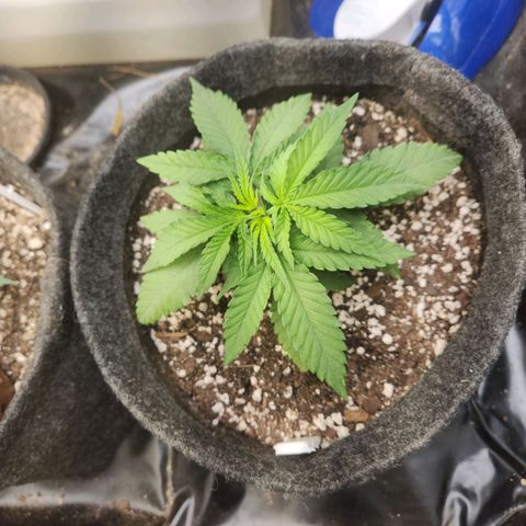 Super Lemon Haze #1 - organico  growlog timeline photo