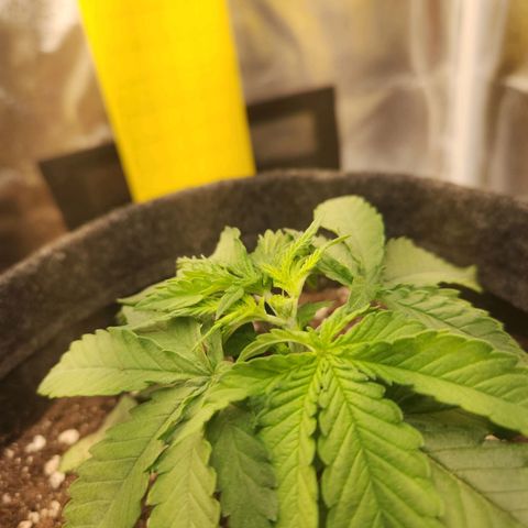 Super Lemon Haze #1 - organico  growlog photo: Poda fim e remoção de 1 par de folhas de 3 pontas