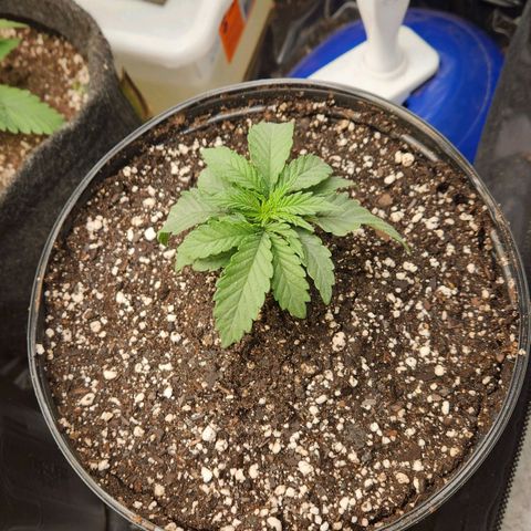 Super Lemon Haze #2 growlog photo: Tranplantada pra um vaso de 5l