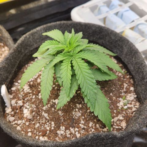 Super Lemon Haze #1 - organico  growlog timeline photo