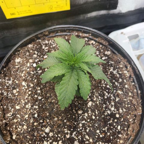 Super Lemon Haze #2 growlog timeline photo