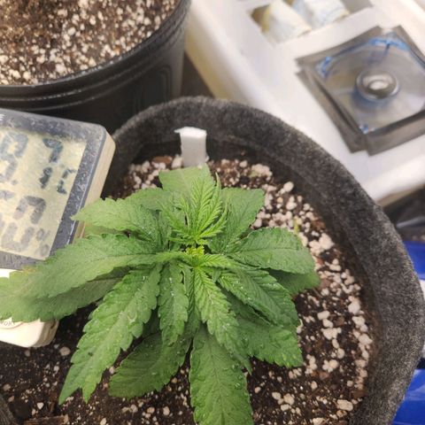 Super Lemon Haze #1 - organico  growlog timeline photo