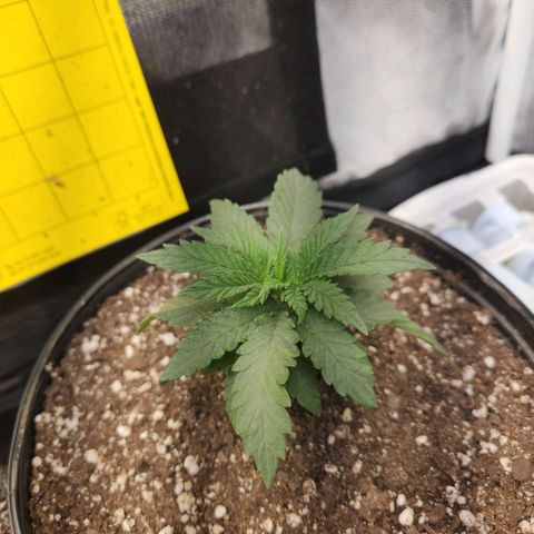 Super Lemon Haze #2 growlog timeline photo