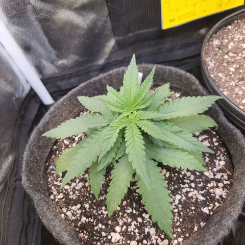 Super Lemon Haze #1 - organico  growlog timeline photo