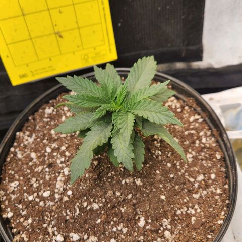 Super Lemon Haze #2 growlog timeline photo