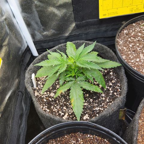 Super Lemon Haze #1 - organico  growlog photo: Poda foliar em 2 folhas do meio para entrar mais luz