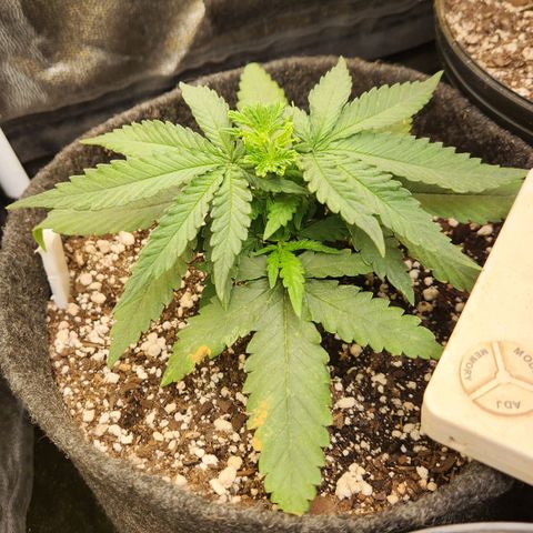 Super Lemon Haze #1 - organico  growlog timeline photo