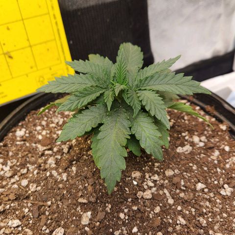 Super Lemon Haze #2 growlog timeline photo