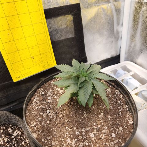 Super Lemon Haze #2 growlog timeline photo