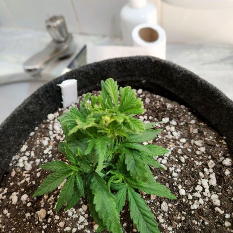 Super Lemon Haze #1 - organico  growlog photo: Poda foliar