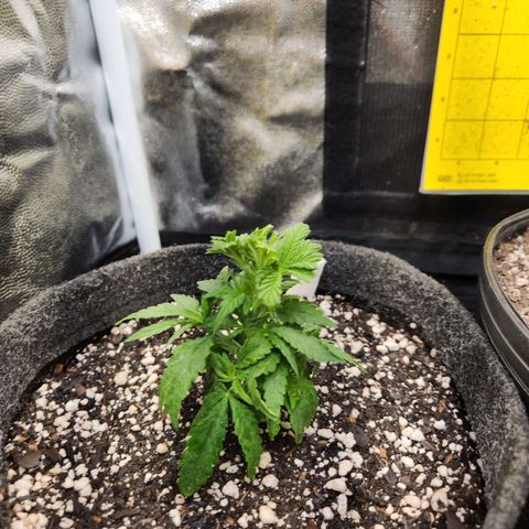 Super Lemon Haze #1 - organico  growlog photo: Poda foliar