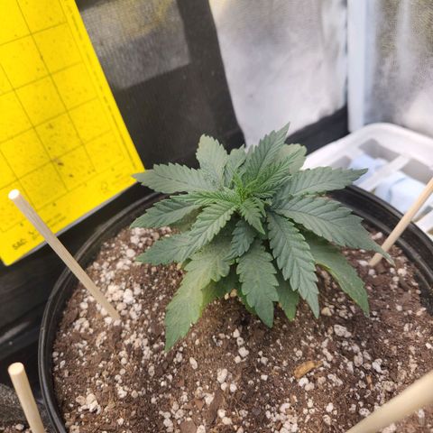 Super Lemon Haze #2 growlog timeline photo