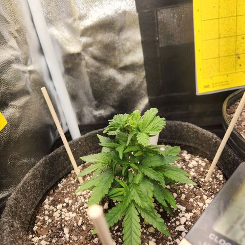 Super Lemon Haze #1 - organico  growlog timeline photo