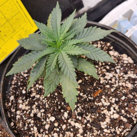 Super Lemon Haze #2 growlog timeline photo