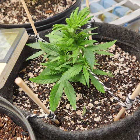 Super Lemon Haze #1 - organico  growlog timeline photo
