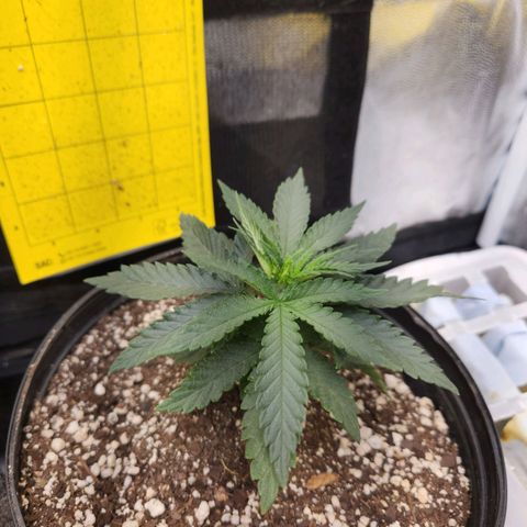 Super Lemon Haze #2 growlog timeline photo