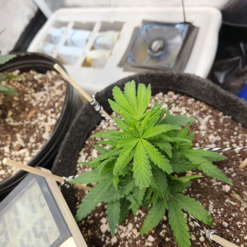 Super Lemon Haze #1 - organico  growlog timeline photo