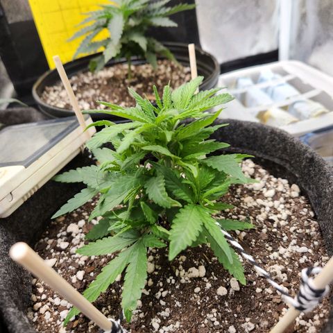 Super Lemon Haze #1 - organico  growlog timeline photo