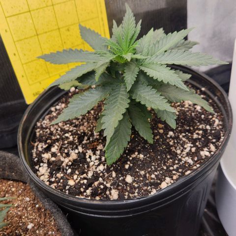 Super Lemon Haze #2 growlog timeline photo