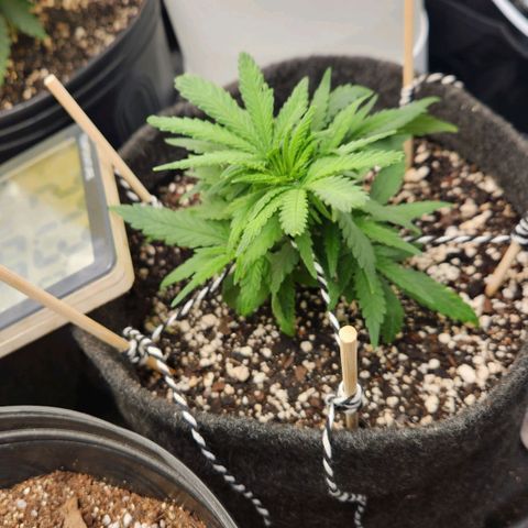 Super Lemon Haze #1 - organico  growlog timeline photo