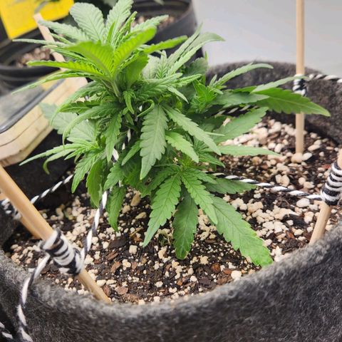 Super Lemon Haze #1 - organico  growlog timeline photo