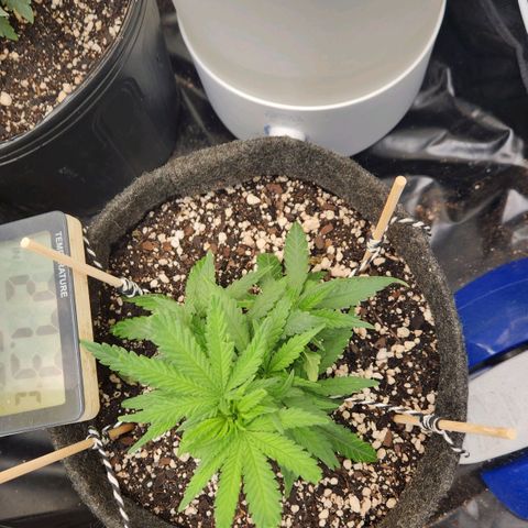 Super Lemon Haze #1 - organico  growlog timeline photo