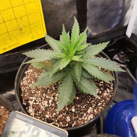 Super Lemon Haze #2 growlog timeline photo