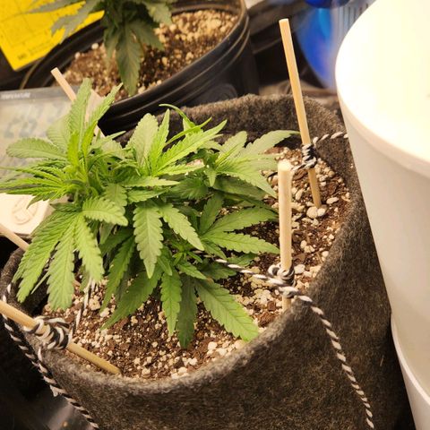 Super Lemon Haze #1 - organico  growlog timeline photo