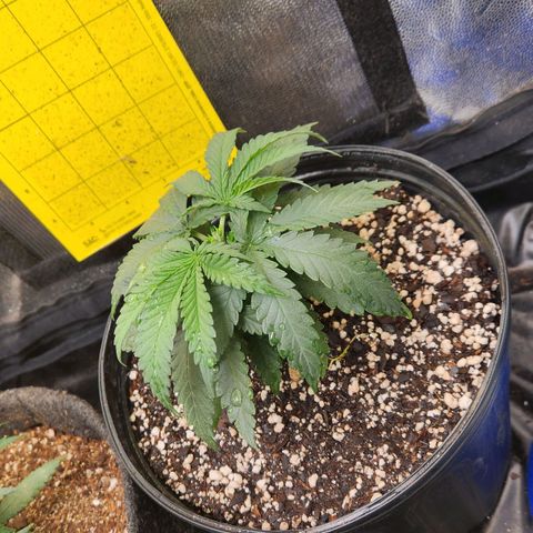 Super Lemon Haze #2 growlog photo: Poda top