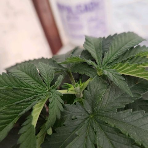 Super Lemon Haze #2 growlog photo: Poda top