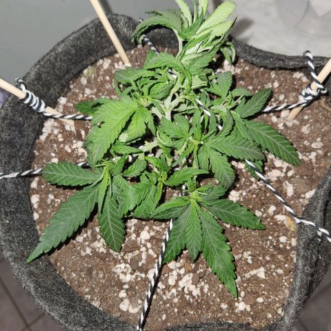 Super Lemon Haze #1 - organico  growlog photo: Poda foliar e novas amarras