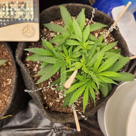 Super Lemon Haze #1 - organico  growlog timeline photo