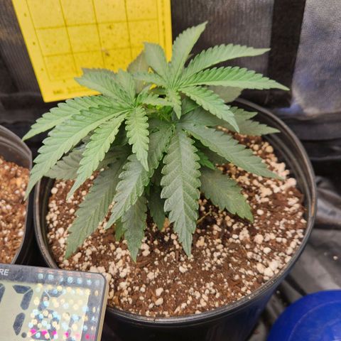 Super Lemon Haze #2 growlog timeline photo