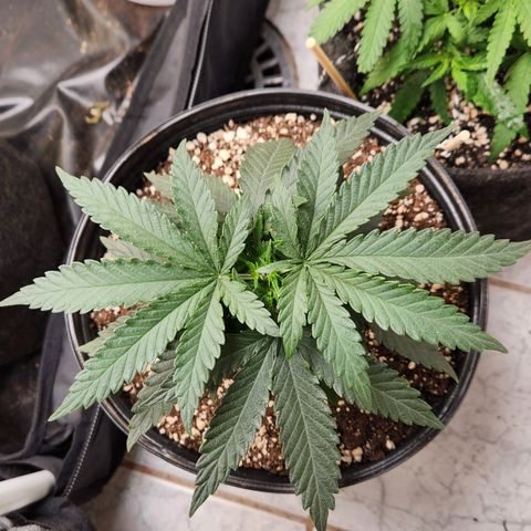 Super Lemon Haze #2 growlog photo: Rega com fert 1:1