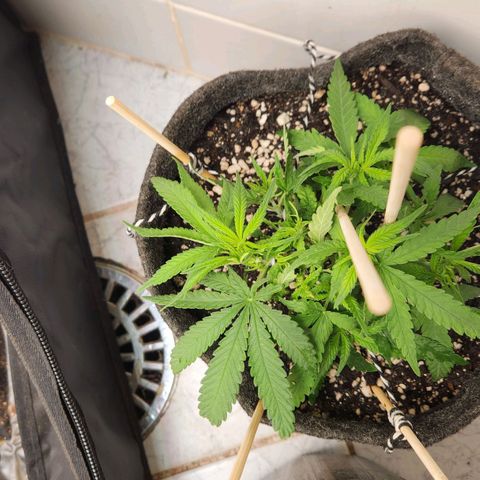 Super Lemon Haze #1 - organico  growlog photo: Rega com fert 1:1