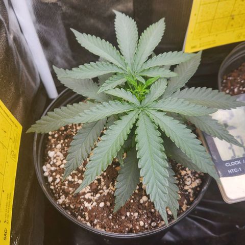 Super Lemon Haze #2 growlog timeline photo