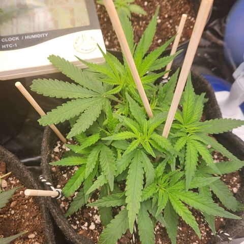 Super Lemon Haze #1 - organico  growlog timeline photo