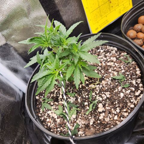 Super Lemon Haze #2 growlog photo: Desfolhação 