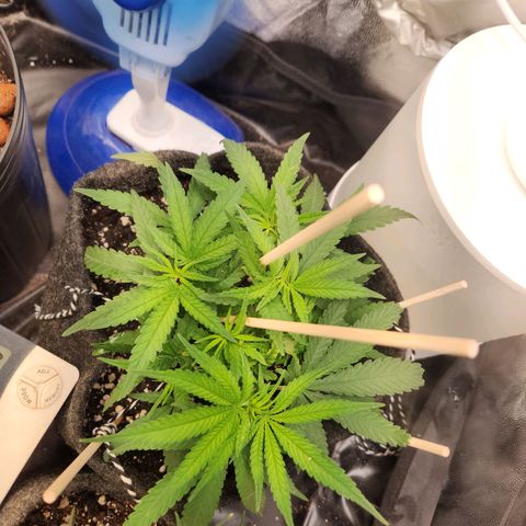 Super Lemon Haze #1 - organico  growlog timeline photo