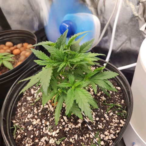 Super Lemon Haze #2 growlog timeline photo