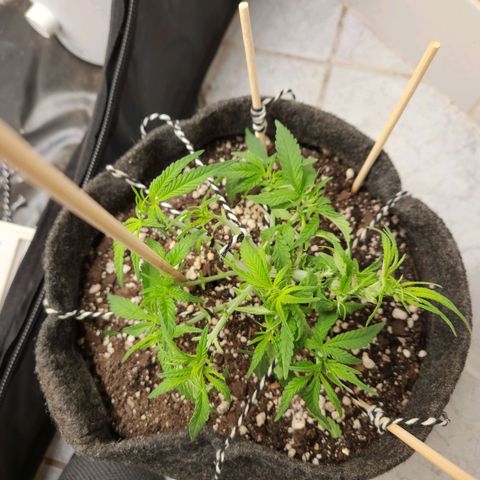 Super Lemon Haze #1 - organico  growlog timeline photo