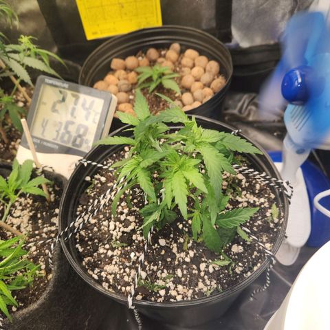 Super Lemon Haze #2 growlog timeline photo