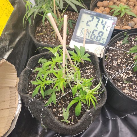 Super Lemon Haze #1 - organico  growlog timeline photo