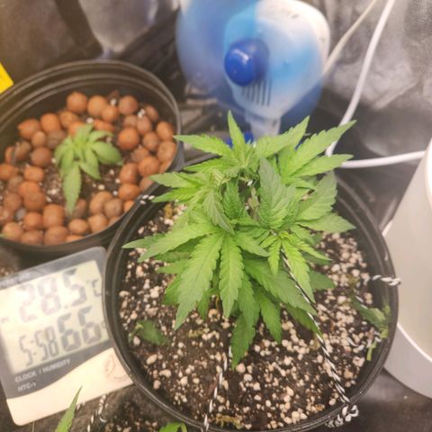 Super Lemon Haze #2 growlog timeline photo