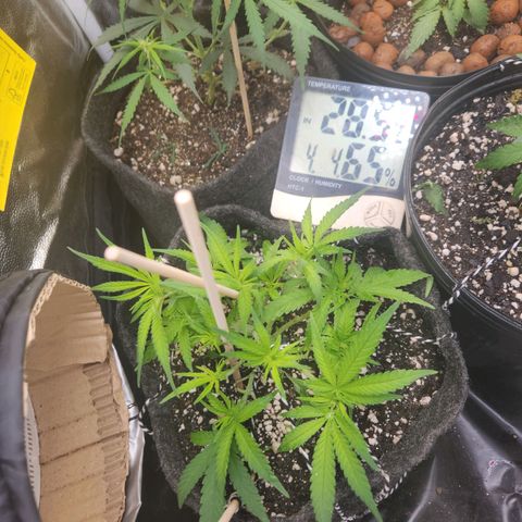 Super Lemon Haze #1 - organico  growlog timeline photo