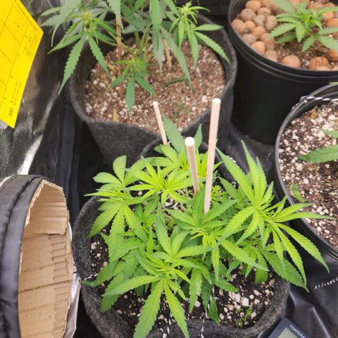 Super Lemon Haze #1 - organico  growlog timeline photo