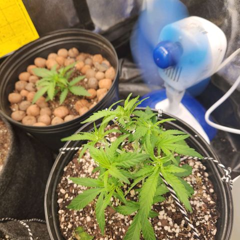 Super Lemon Haze #2 growlog timeline photo